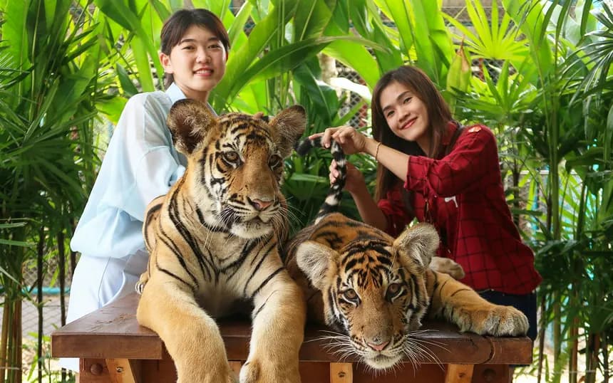 City Tour-Tiger