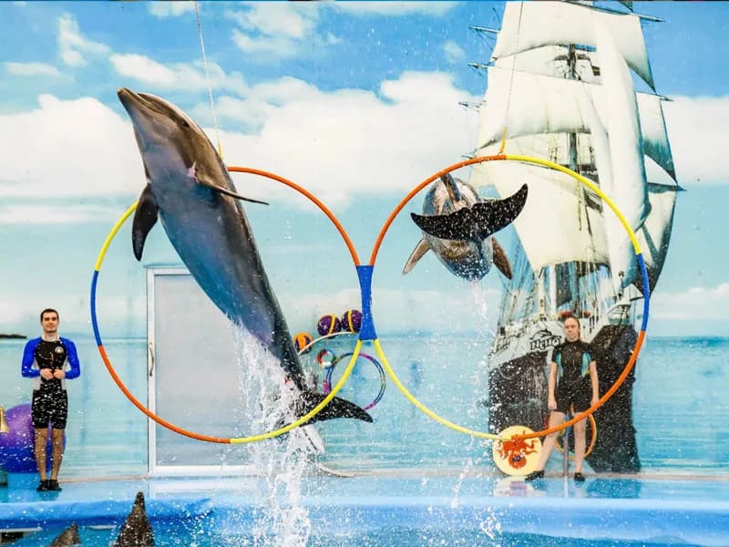 Dolphin Show
