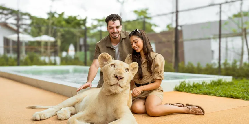 City Tour-Lion